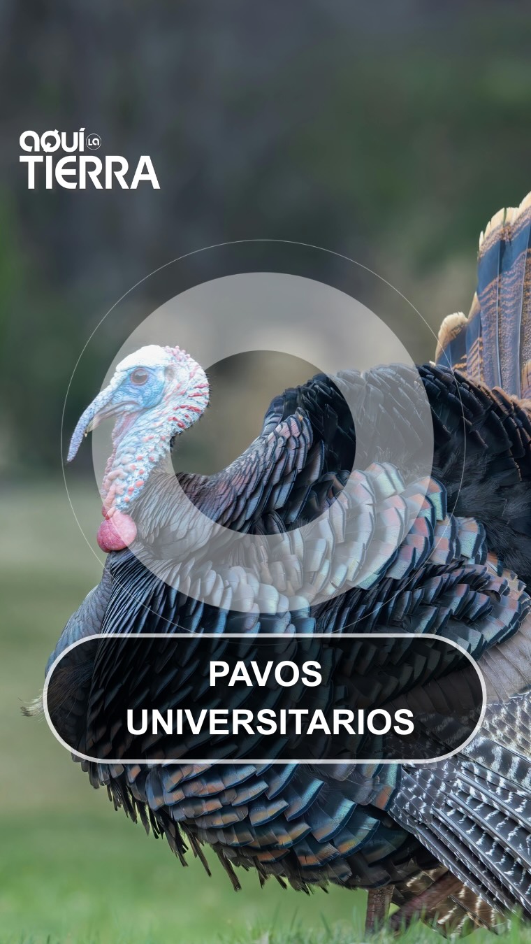 Los pavos reales conquistan la Universidad de Sevilla sin presentarse a la PAU