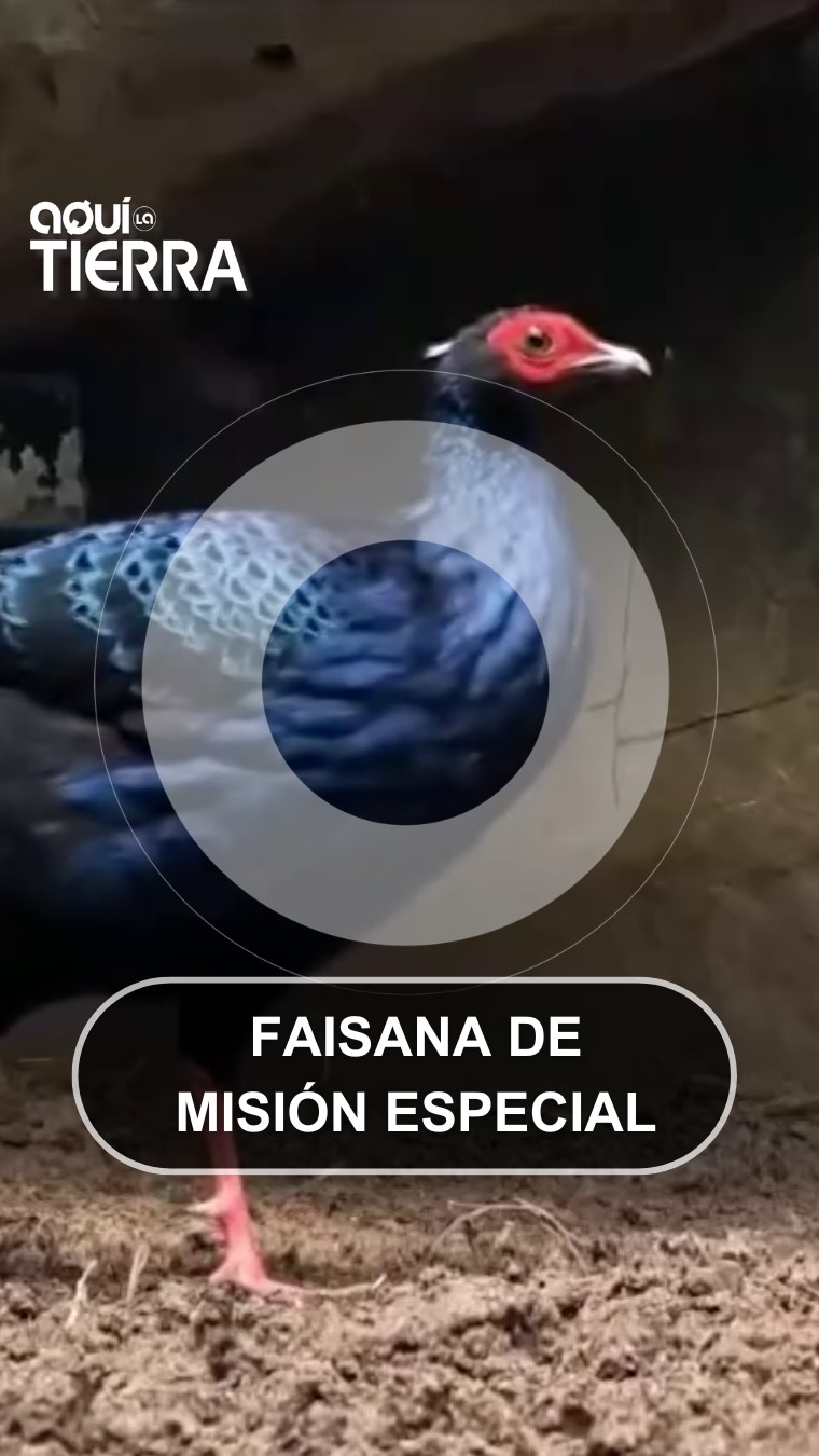 Una faisana de Fuengirola viaja a Vietnam para salvar su especie