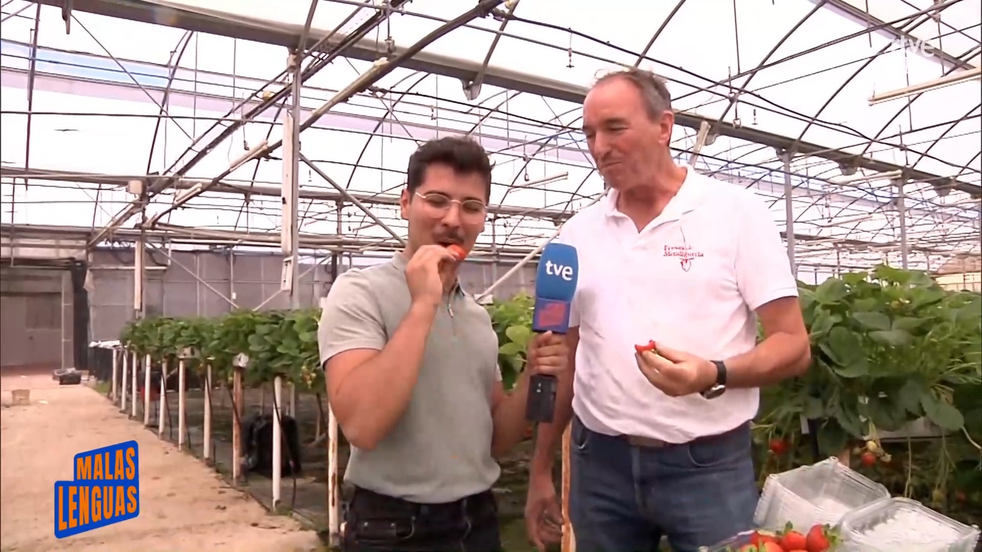 Pamplona cultiva fresas hidropónicas en altura para cubrir el hueco de Huelva