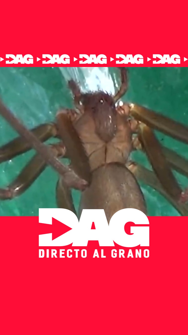 🎻 Acompañamos a Gonzalo Calamita, educador ambiental, por los pinares de Valdemoro en busca de la araña violinista.