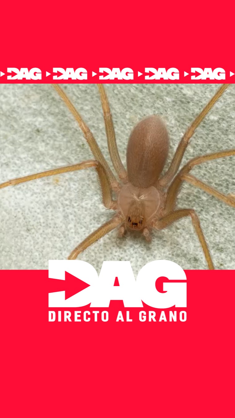 🕷️ Alerta en el barrio de El Palo, en Málaga, después de que uno de sus vecinos estuviese a punto de perder el brazo tras la picadura de una araña violinista.