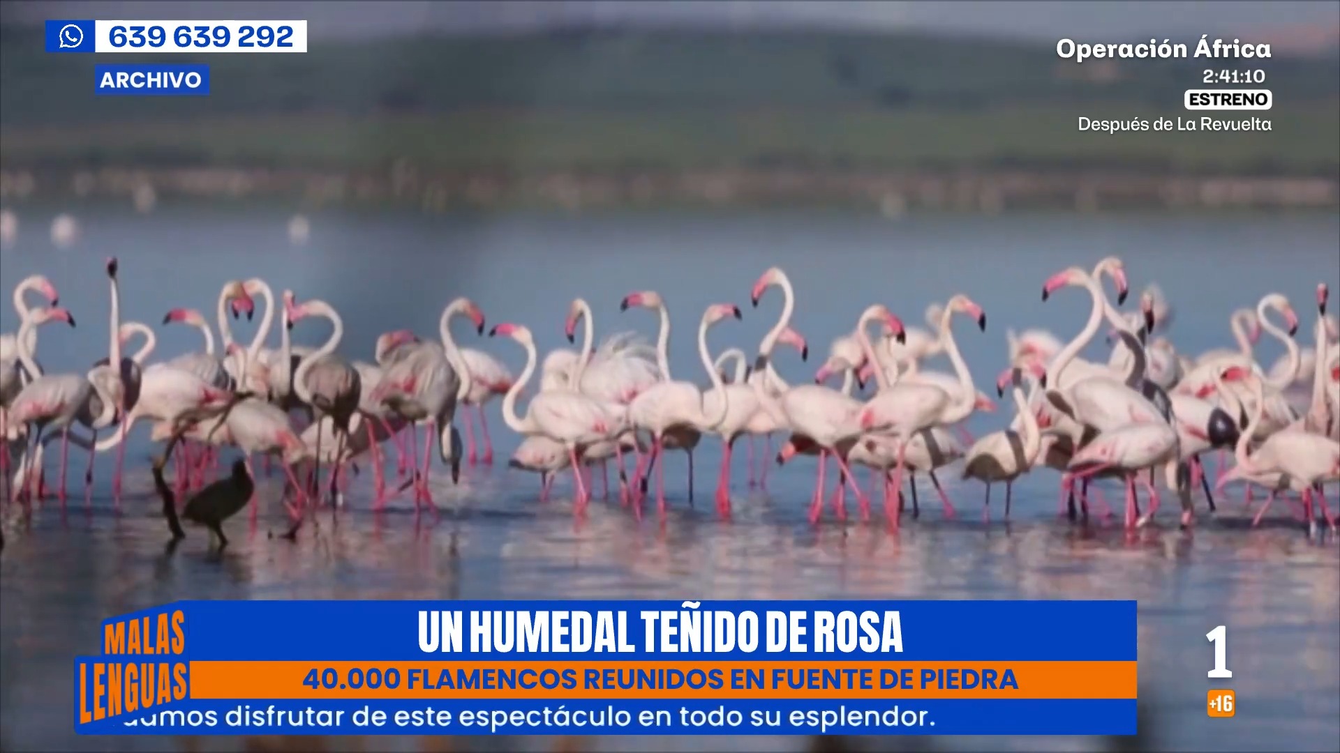Las lluvias traen a 40.000 flamencos a la laguna de Fuente de Piedra