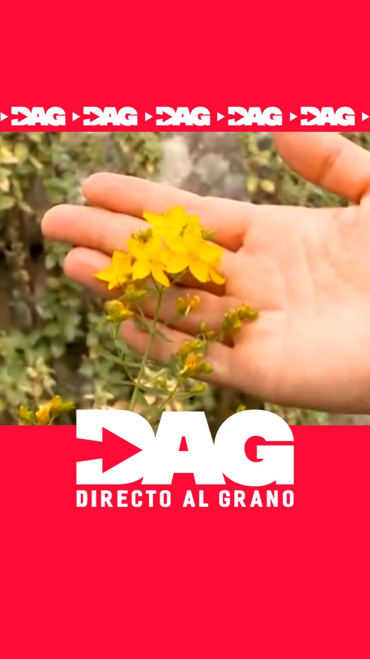 Galicia revive la magia de San Juan con hogueras y hierbas protectoras