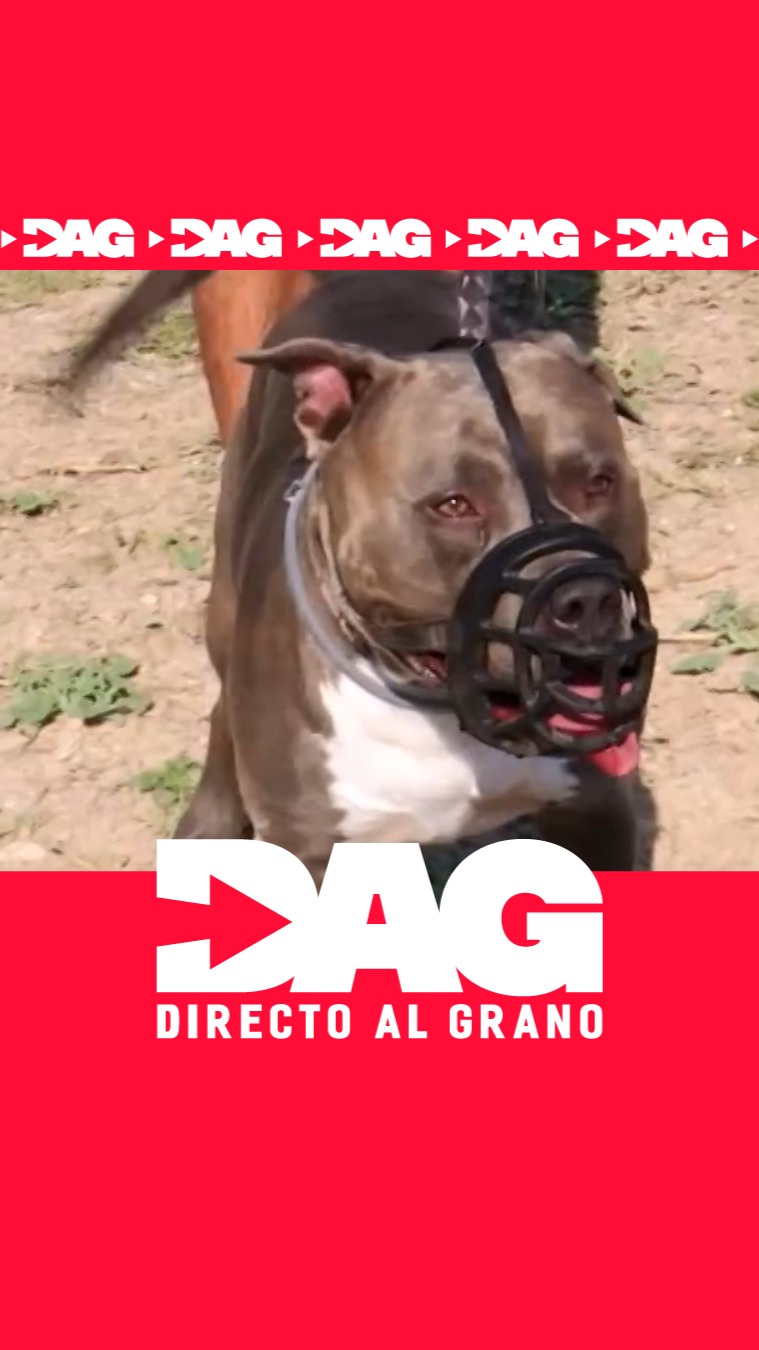 No corras ni mires a los ojos: cómo frenar a un perro agresivo