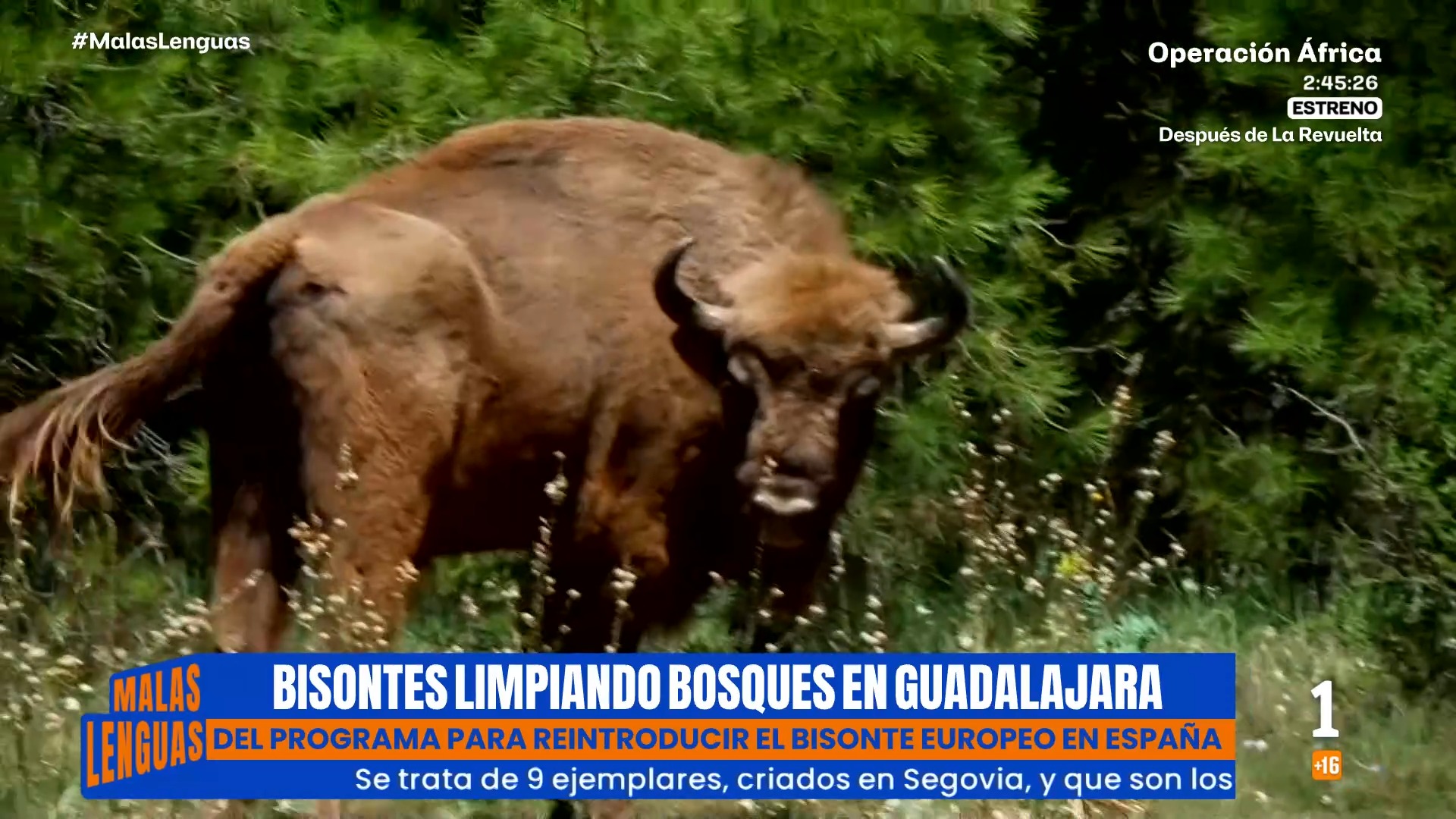 Bisontes europeos pastan en El Recuenco para prevenir incendios y fomentar el turismo