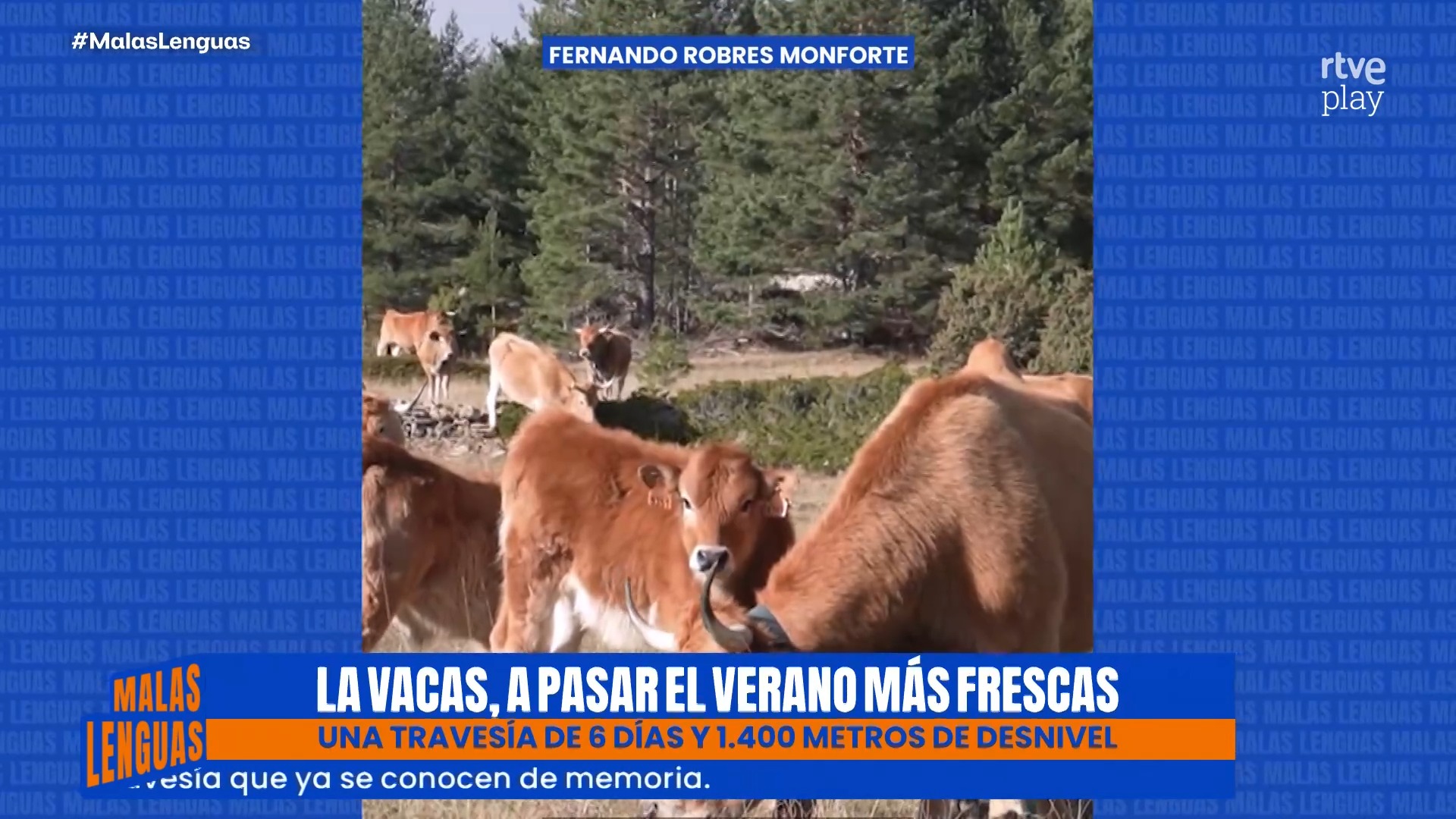 Las vacas de Fernando peregrinan 50 kilómetros para huir del calor