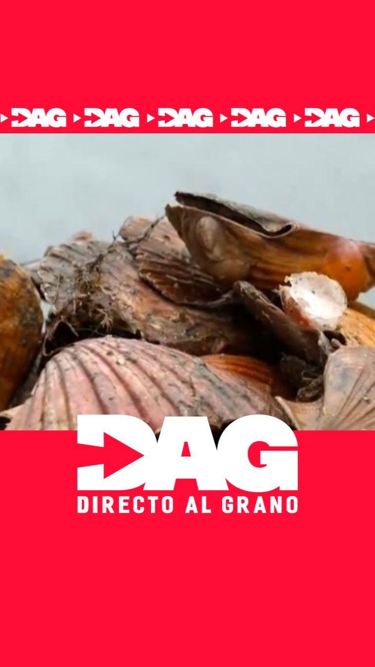 Pescadores de Ferrol devuelven al mar la zamburiña por no alcanzar la talla