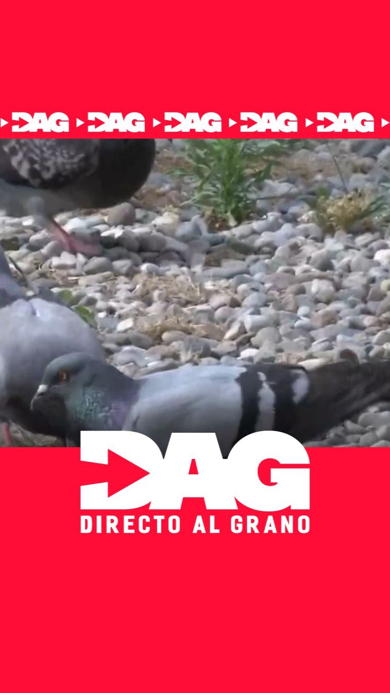 Vecinos de Castelldefels llevan seis años sufriendo por un vecino que alimenta palomas