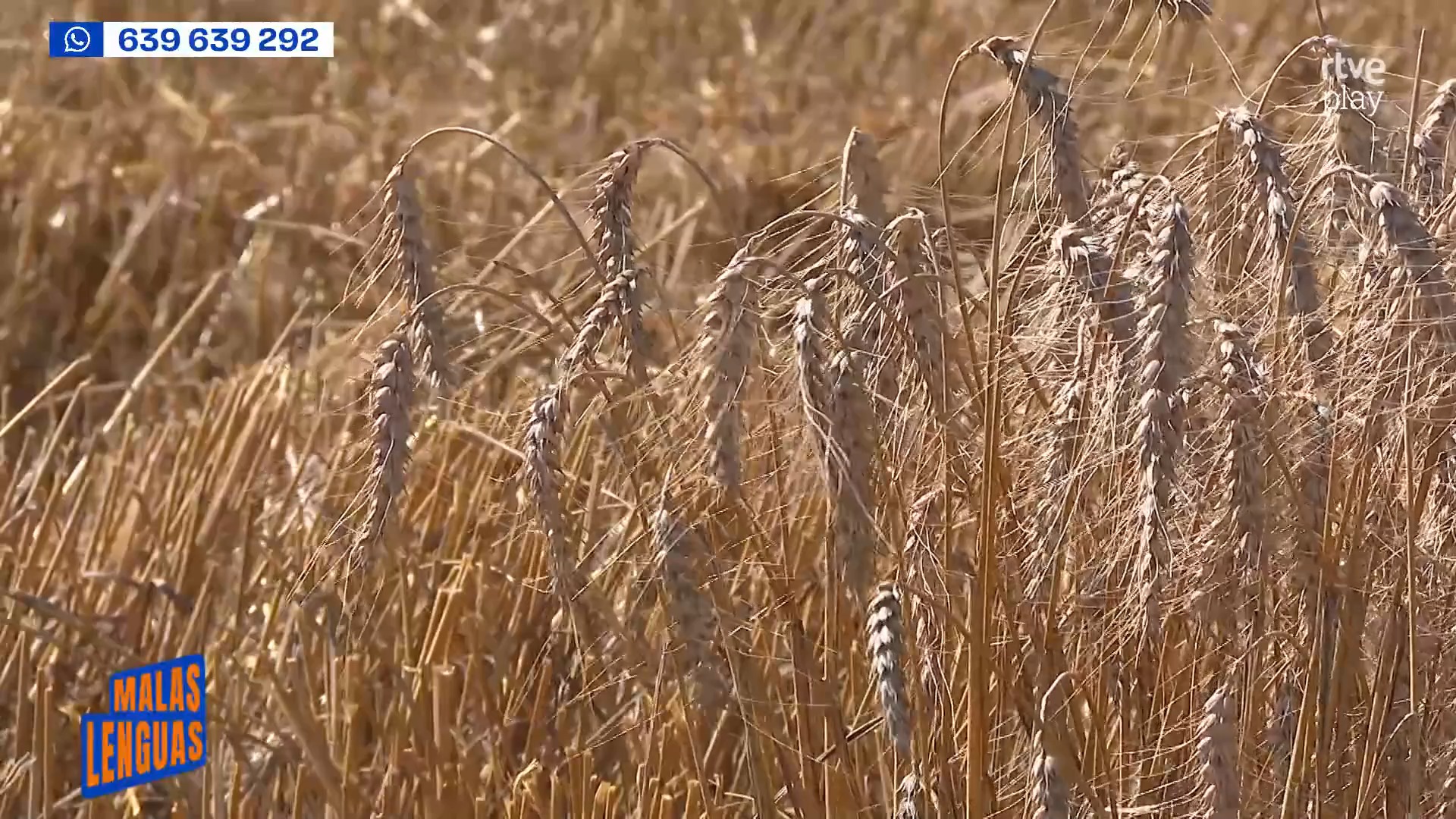 El calor extremo adelanta la cosecha de cereal y augura ruina a los agricultores