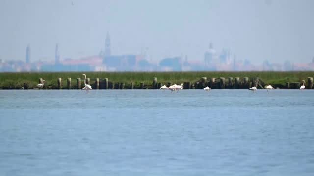 Flamencos en vuelo convierten el cielo de Venecia en un espectáculo rosa