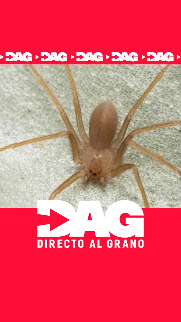 Picadura de araña violinista deja a un hombre al borde de perder el brazo