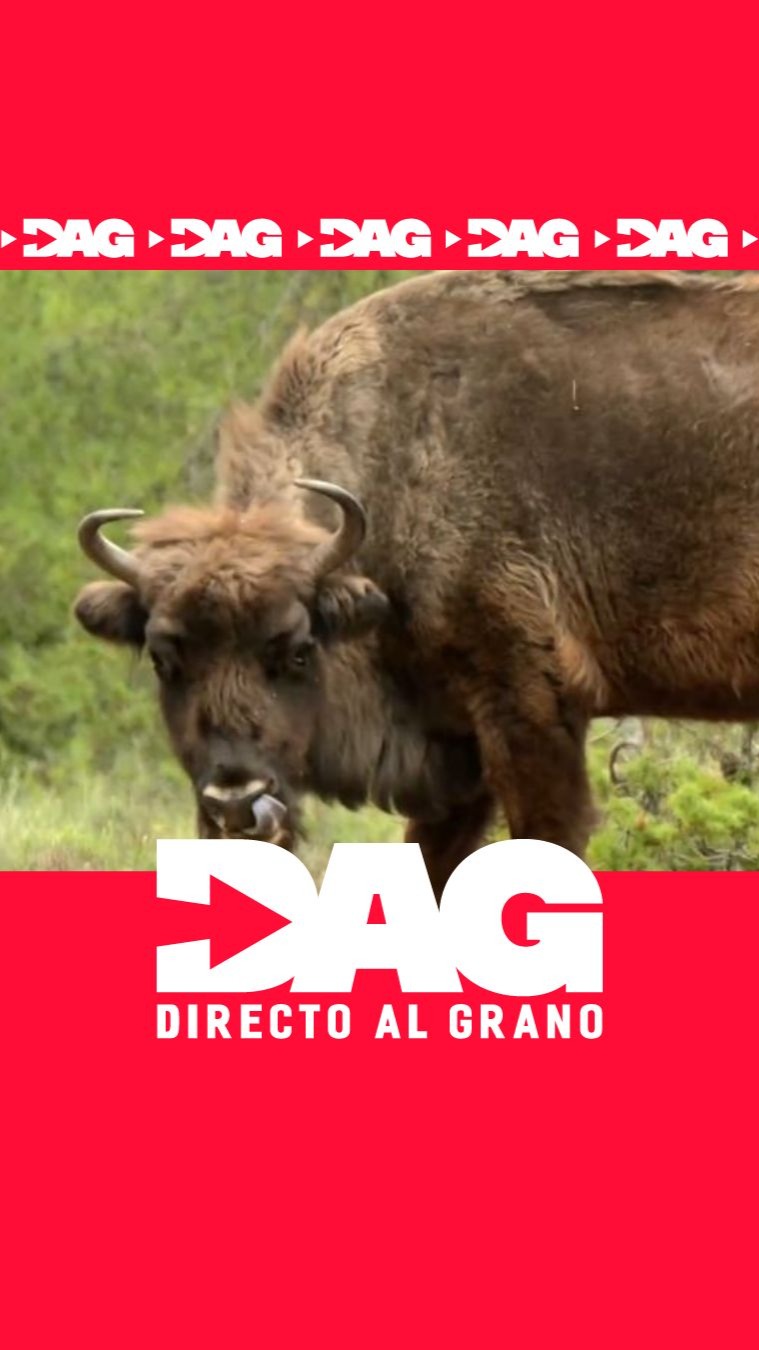El bisonte europeo llega a Guadalajara para combatir los incendios forestales