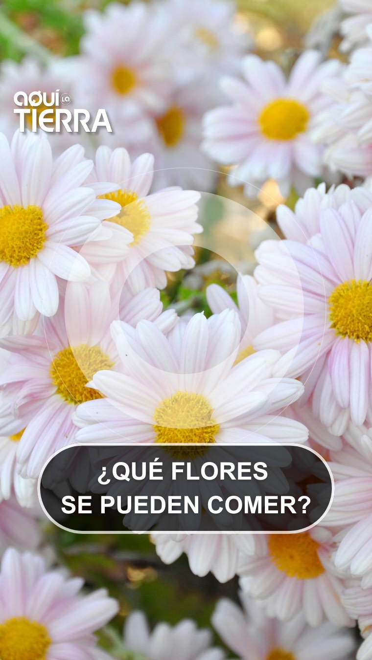 Cocineros recolectan flores silvestres en el campo para crear platos únicos