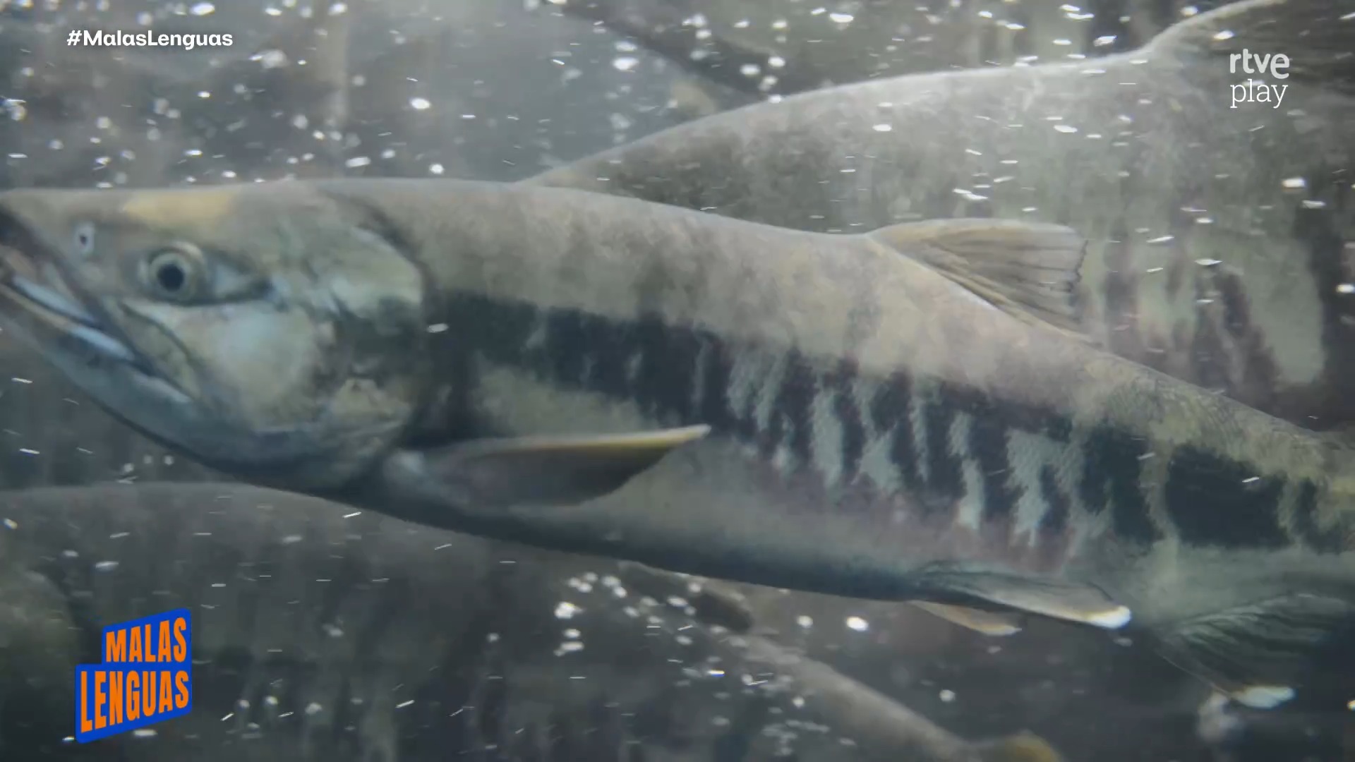El salmón desaparece en Asturias: solo 106 capturas esta temporada
