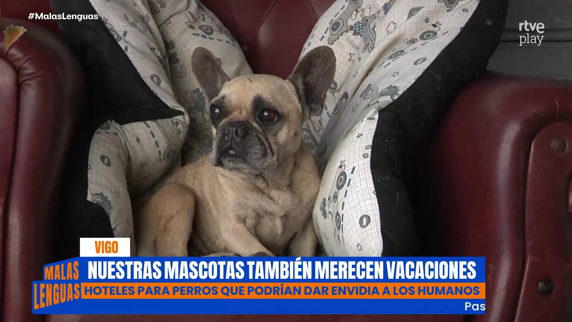 Hoteles para perros se llenan al inicio de las vacaciones en Vigo