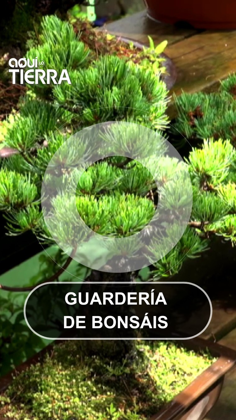 Bonsáis en vacaciones: así funciona la guardería que los cuida por ti