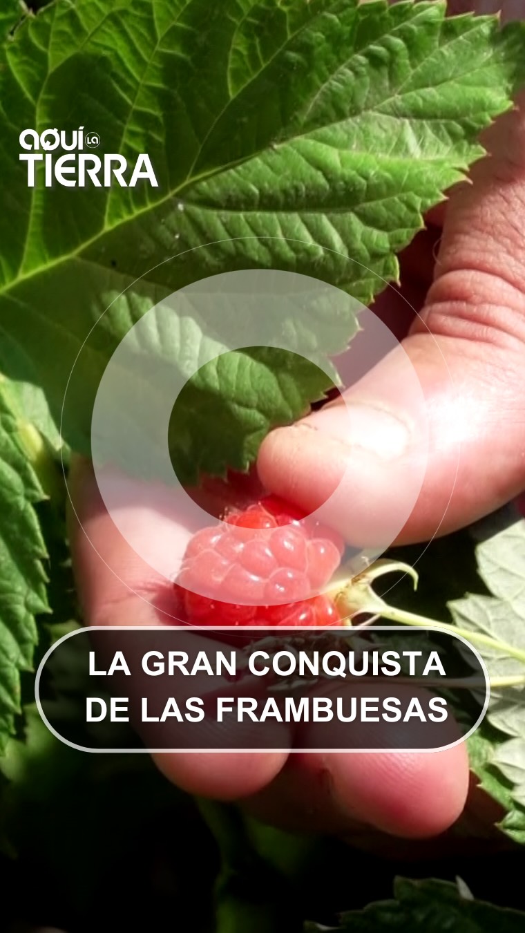Frambuesas ecológicas extremeñas: receta fácil para el verano con miel de las Hurdes