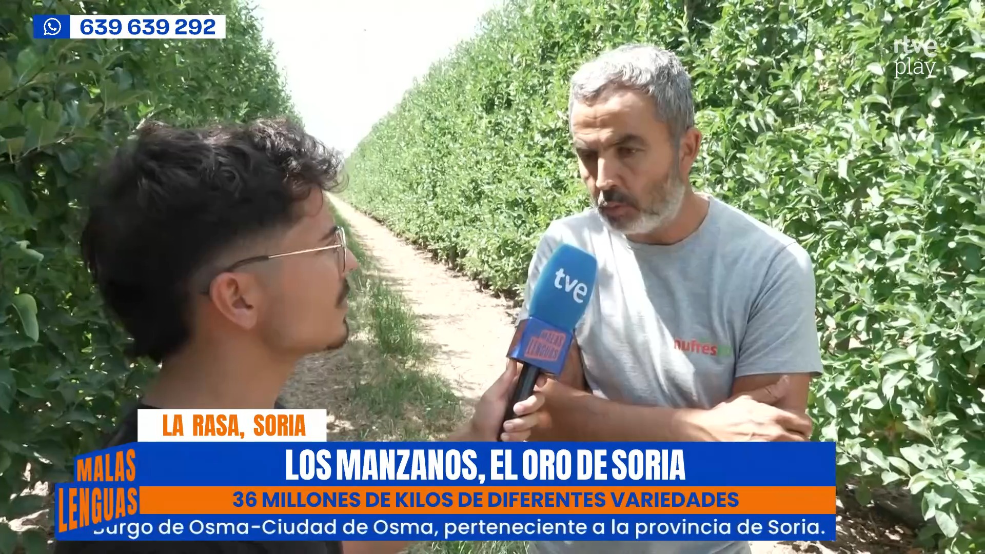 La mayor plantación de manzanos de Europa produce más de 28 millones de kilos al año
