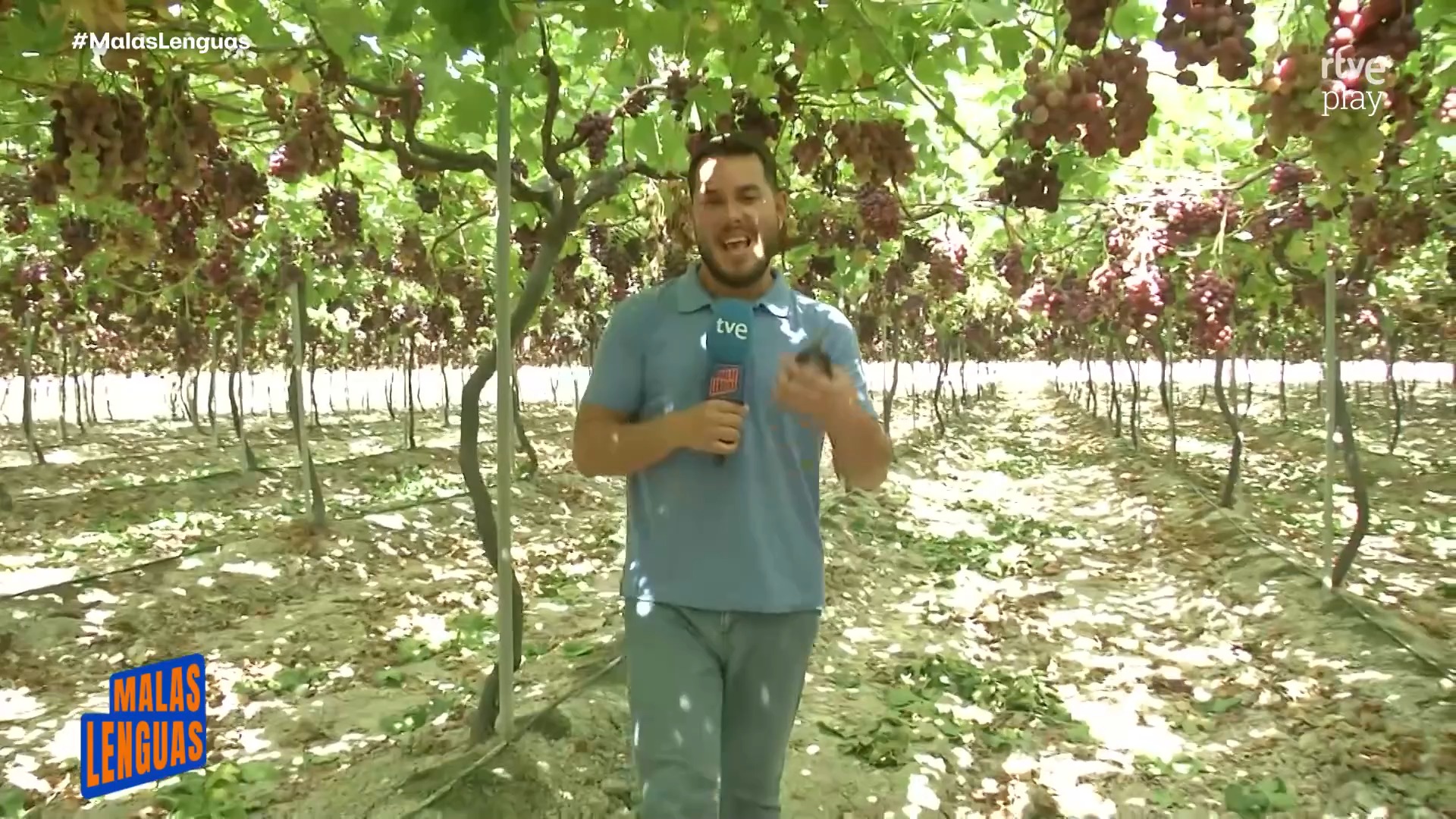 Arranca la campaña de uva de mesa sin semilla en una finca de Rota