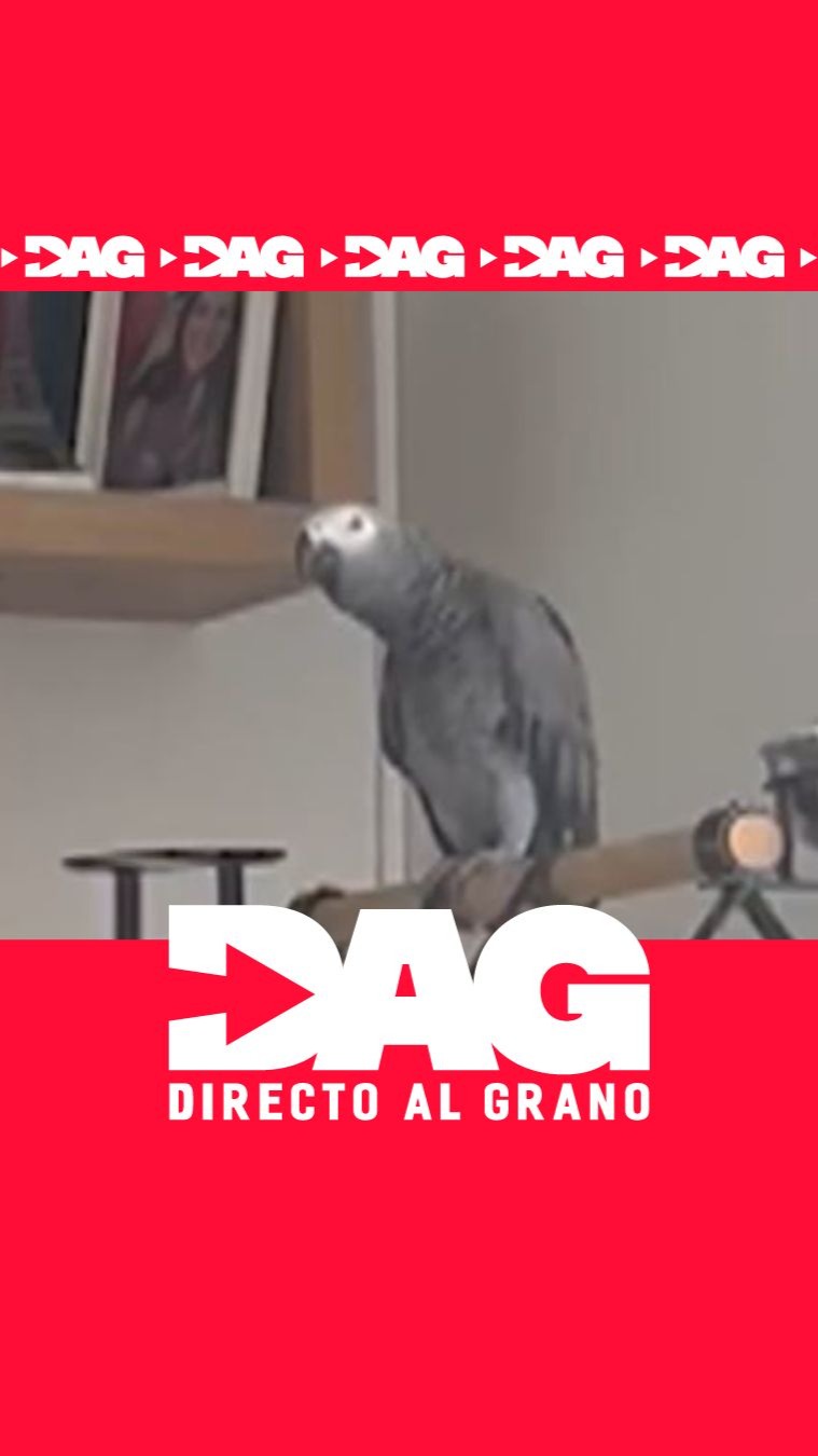 Macarena, el loro del barrio: la polémica por sus cantos divide a los vecinos