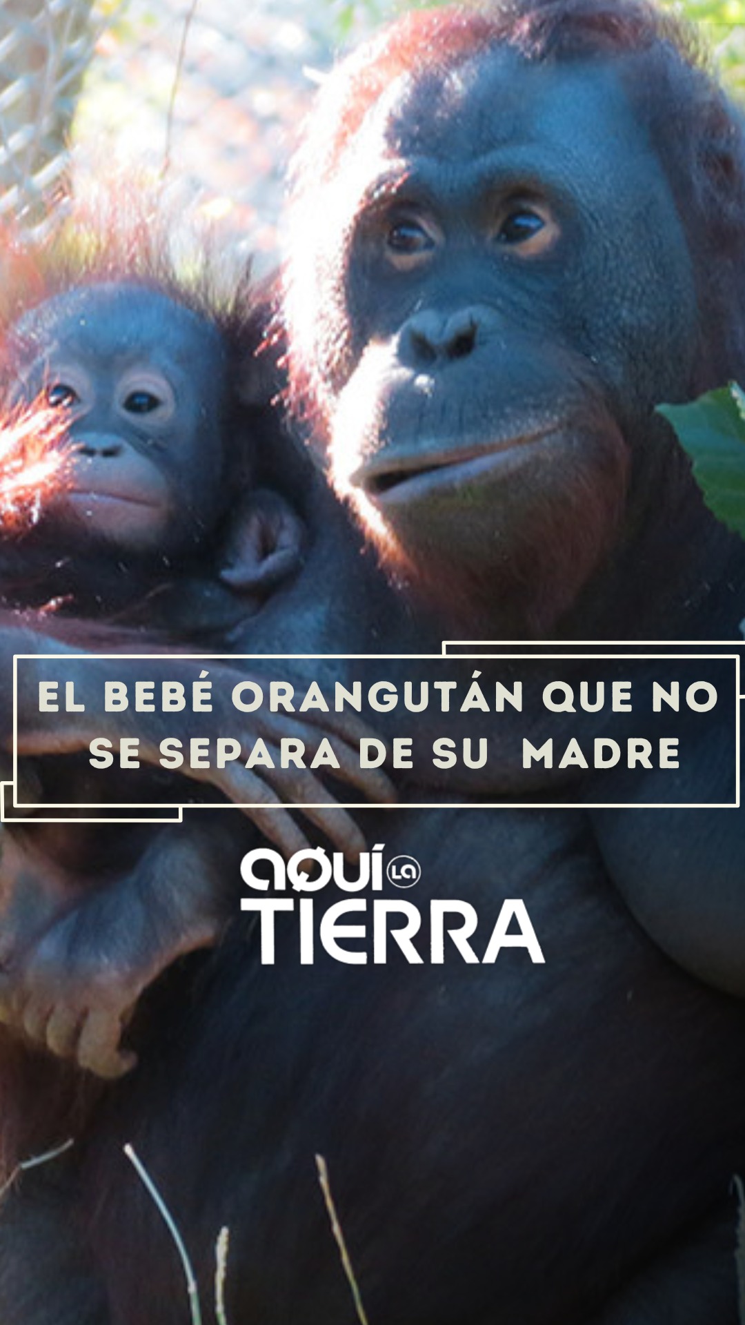 Sela se aferra a su madre Surya desde su nacimiento en Zoacorin de Madrid