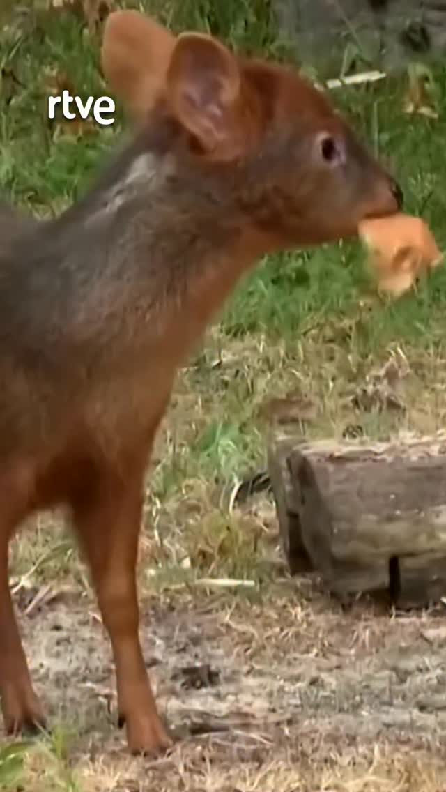 Nace Yenay en el zoo de Berlín: un pudú en peligro de extinción
