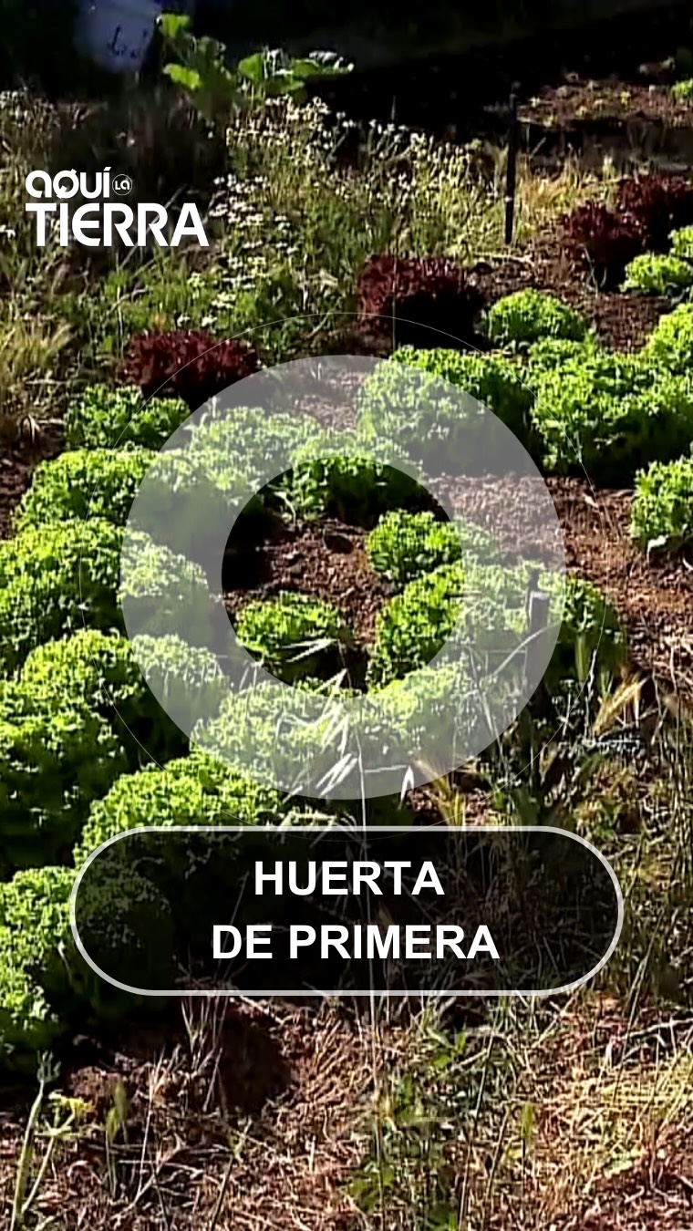 Pilar cultiva lechugas ecológicas en su huerta sin pisar la tierra