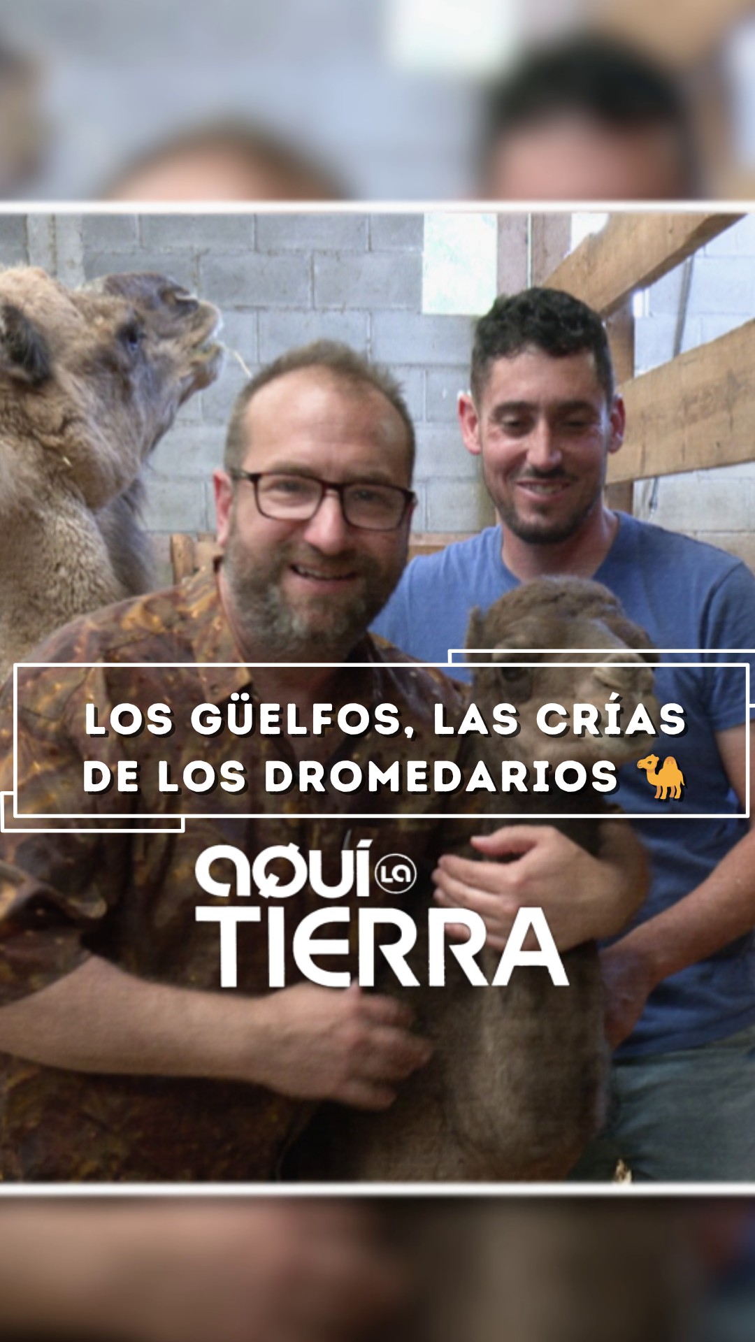 Faraón Segundo: el guelfo de dromedario que crían a biberón