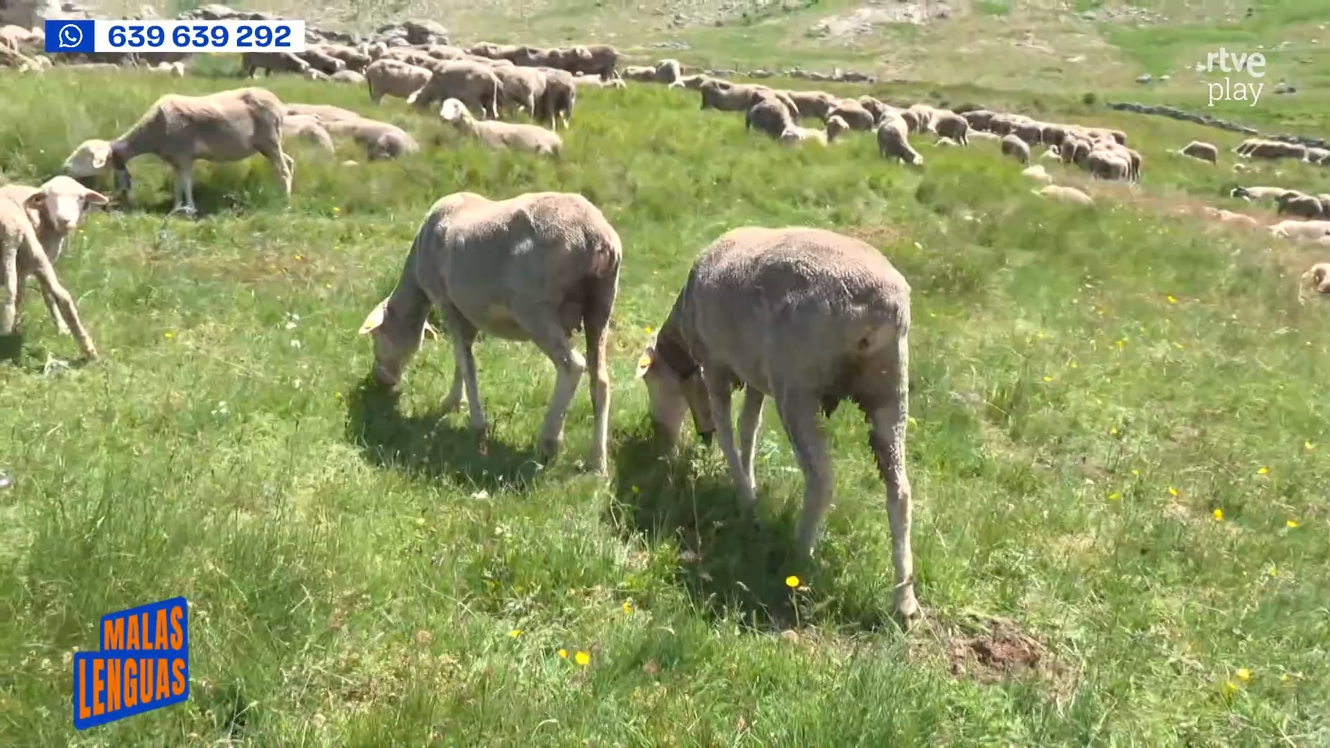 Cada día se pierden 600 ovejas y cabras que limpian los montes de España