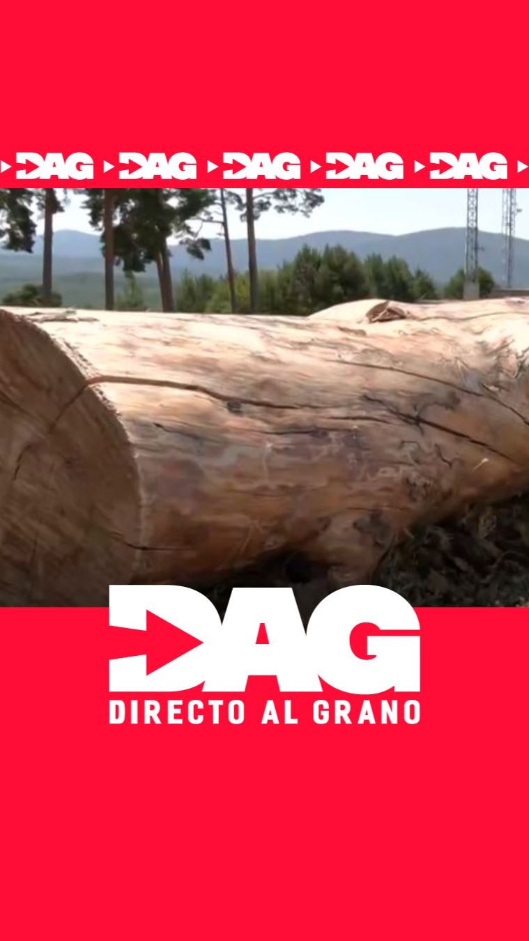 La tradición medieval que evita incendios en el pinar de Quintanar de la Sierra