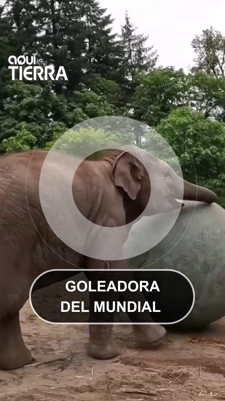 Tulatu, la elefanta asiática del zoológico de Oregón, juega con una pelota gigante