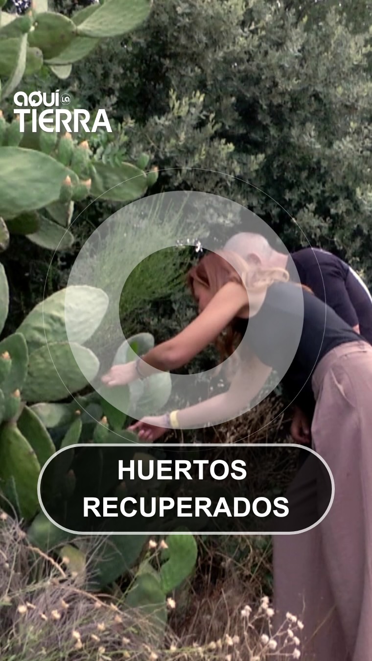 Diego recupera huertos abandonados para vender nopales y hojas en España