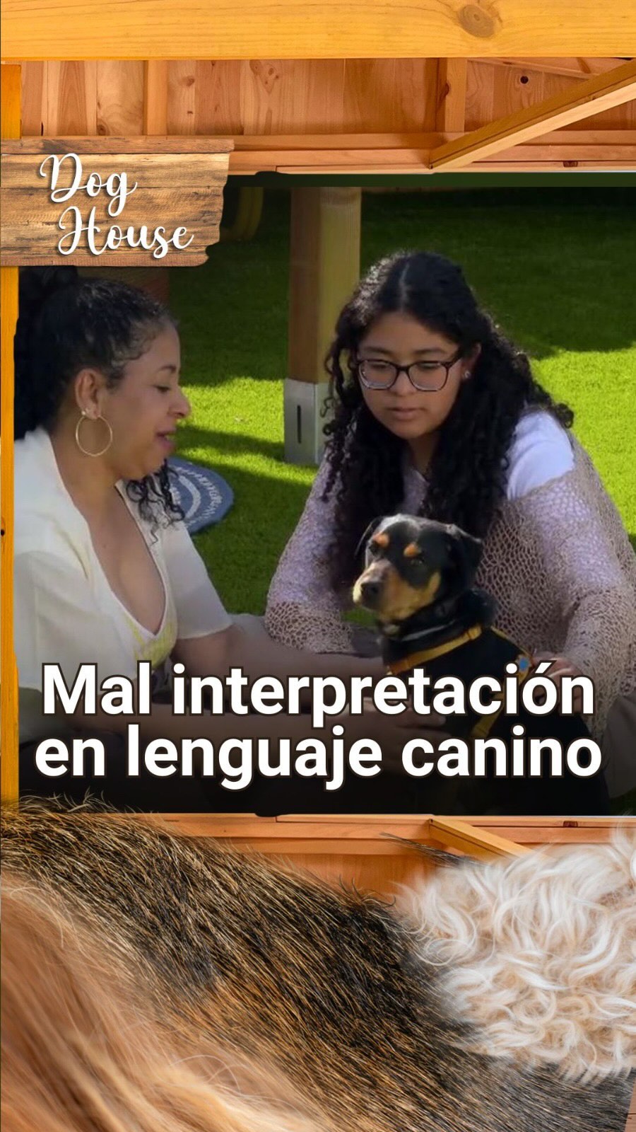 Por qué un perro que mueve la cola no siempre está contento