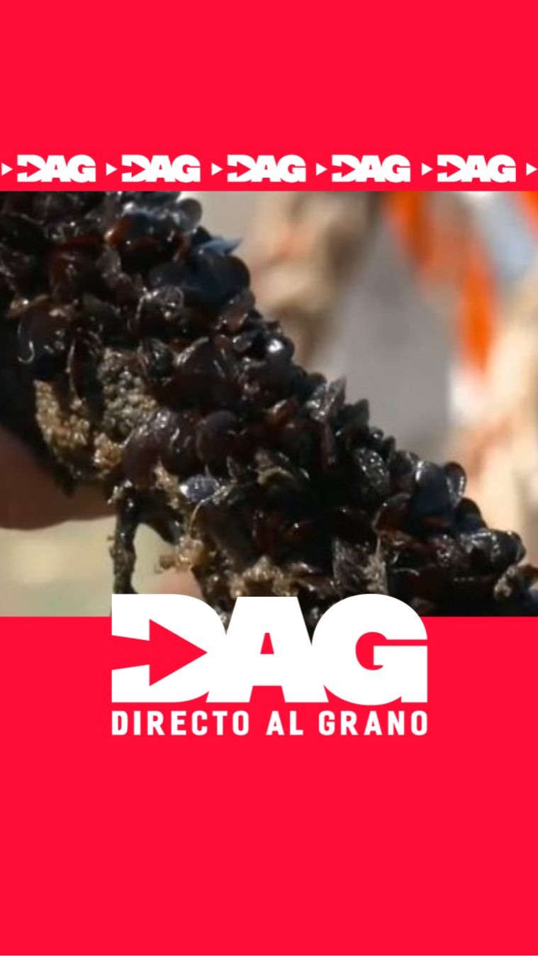 Daniel alerta de una plaga de cangrejos que arrasa sus bateas de mejillón