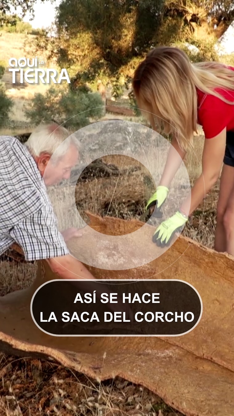 Manuel enseña a su familia a extraer corcho tradicional en el campo