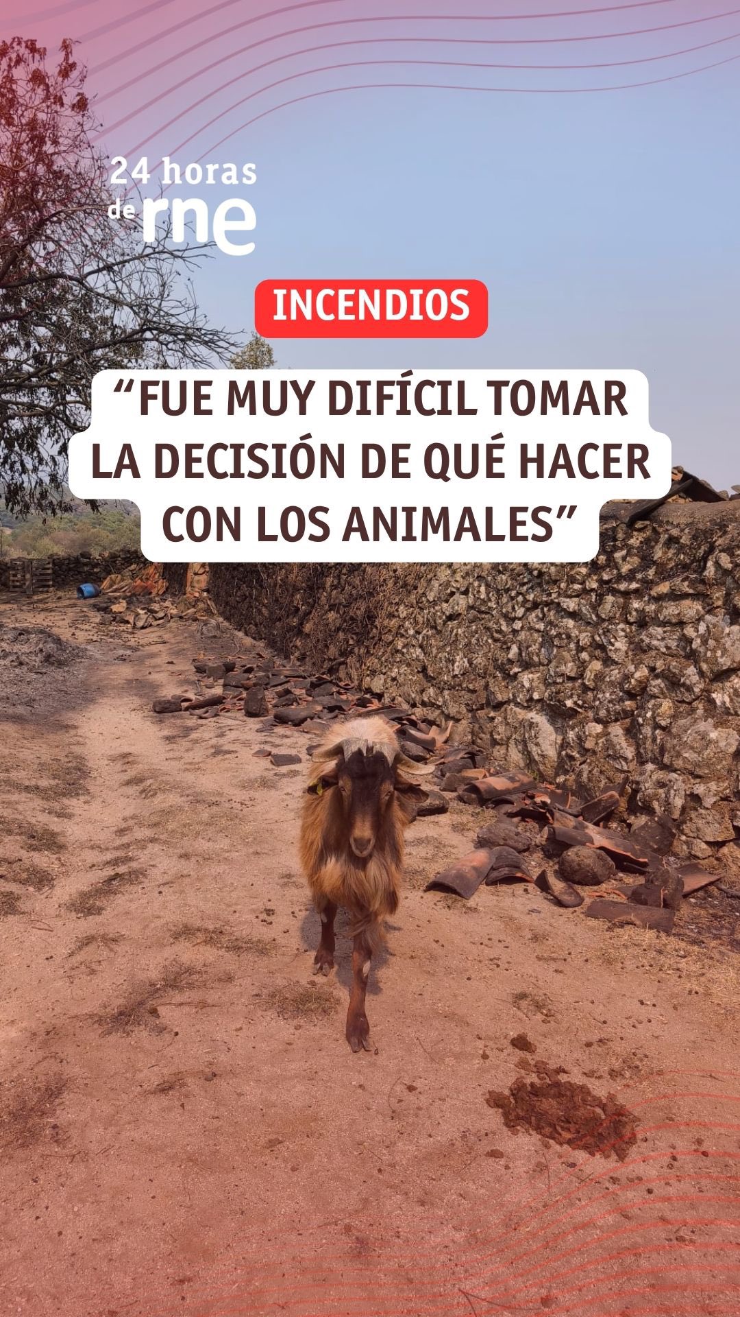 La granja sobrevive al incendio: todos los animales salvados tras el desastre