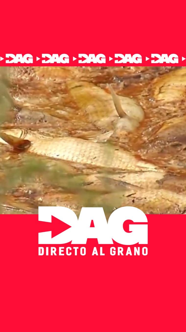 Crisis en Elche: cientos de peces muertos por la falta de agua en los carrizales