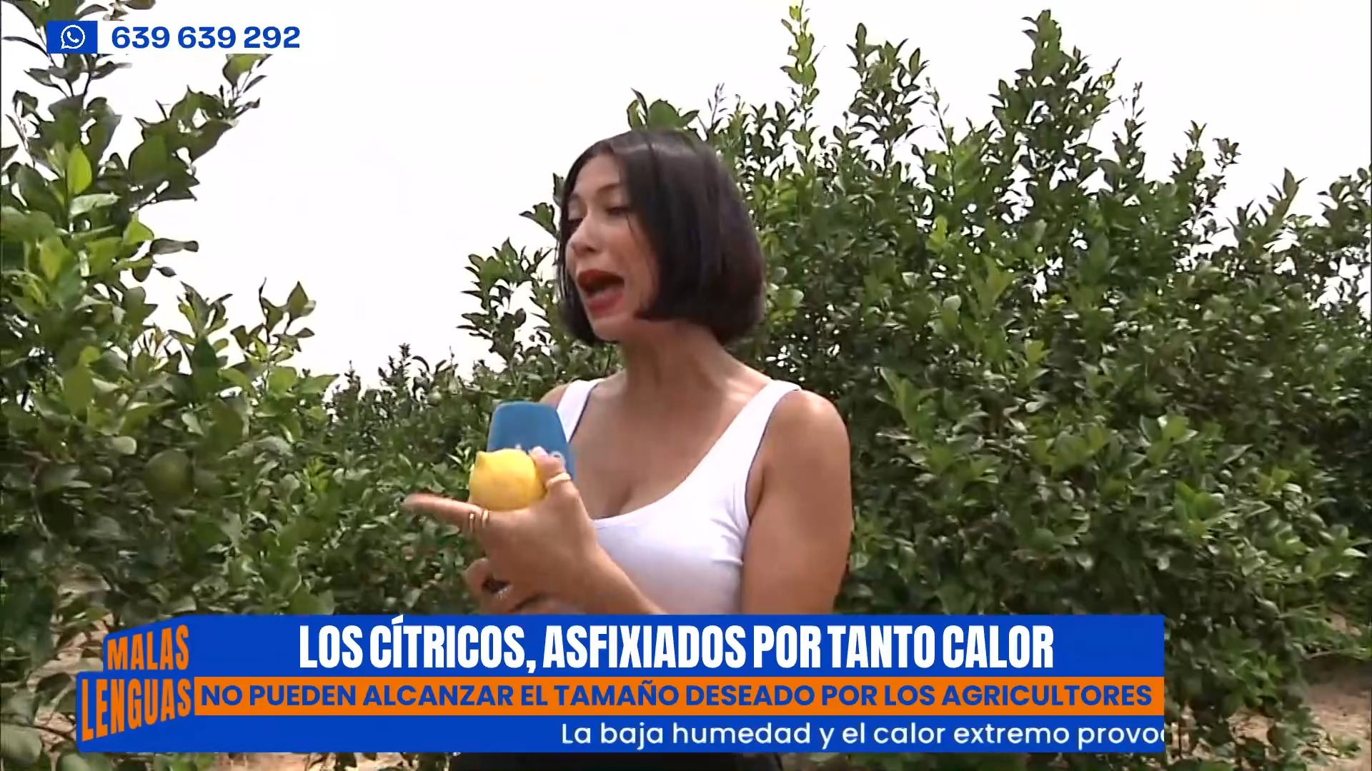 🍊 Los cítricos se ahogan por el calor