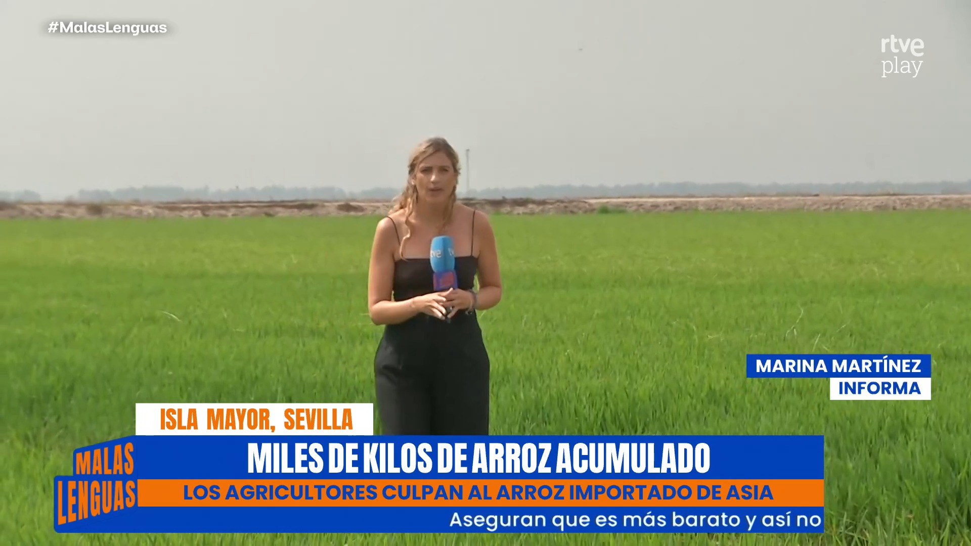 Arroz andaluz sin vender: importaciones de Myanmar y Camboya hunden al sector