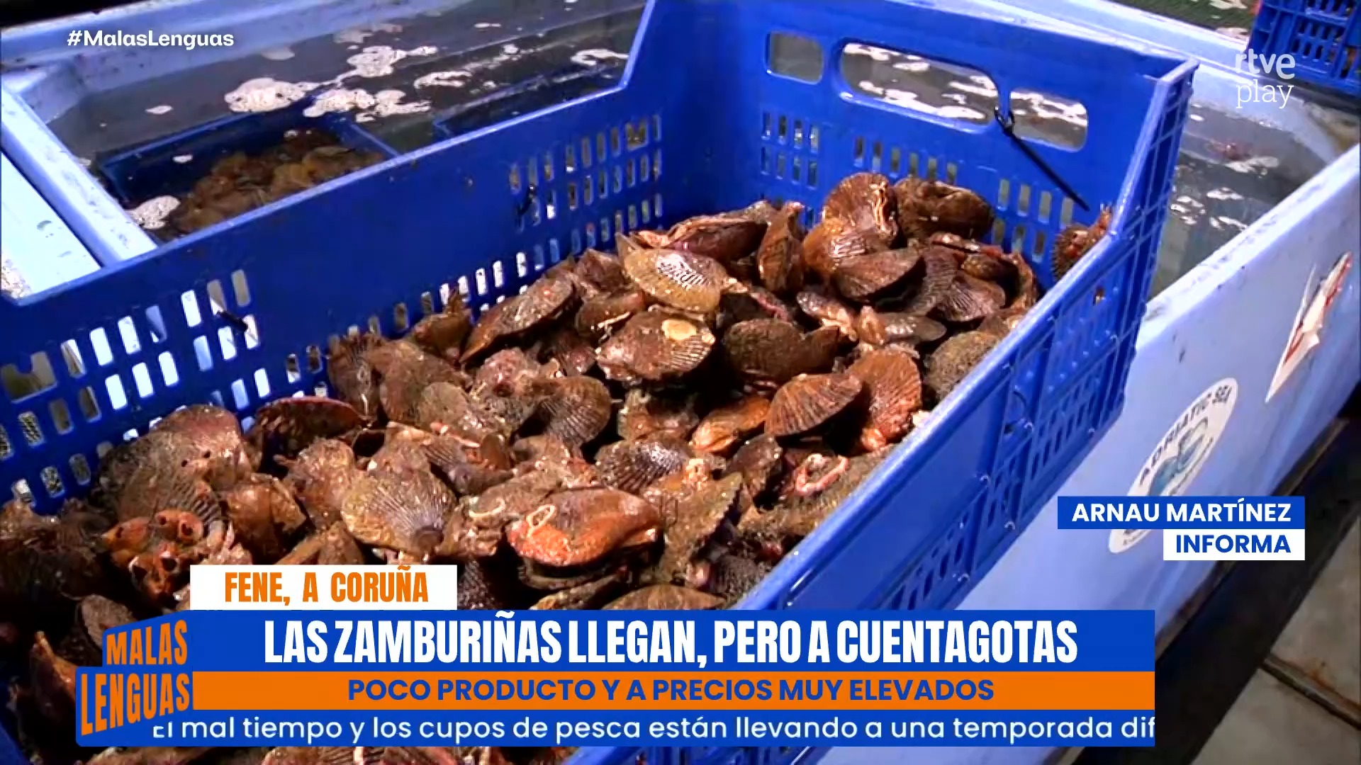 Galicia retoma la extracción de zamburiña tras nueve meses de parón