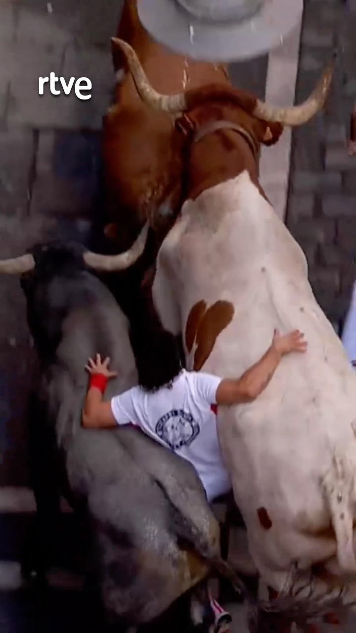 Un corredor queda atrapado entre cabestro y toro en la curva del encierro