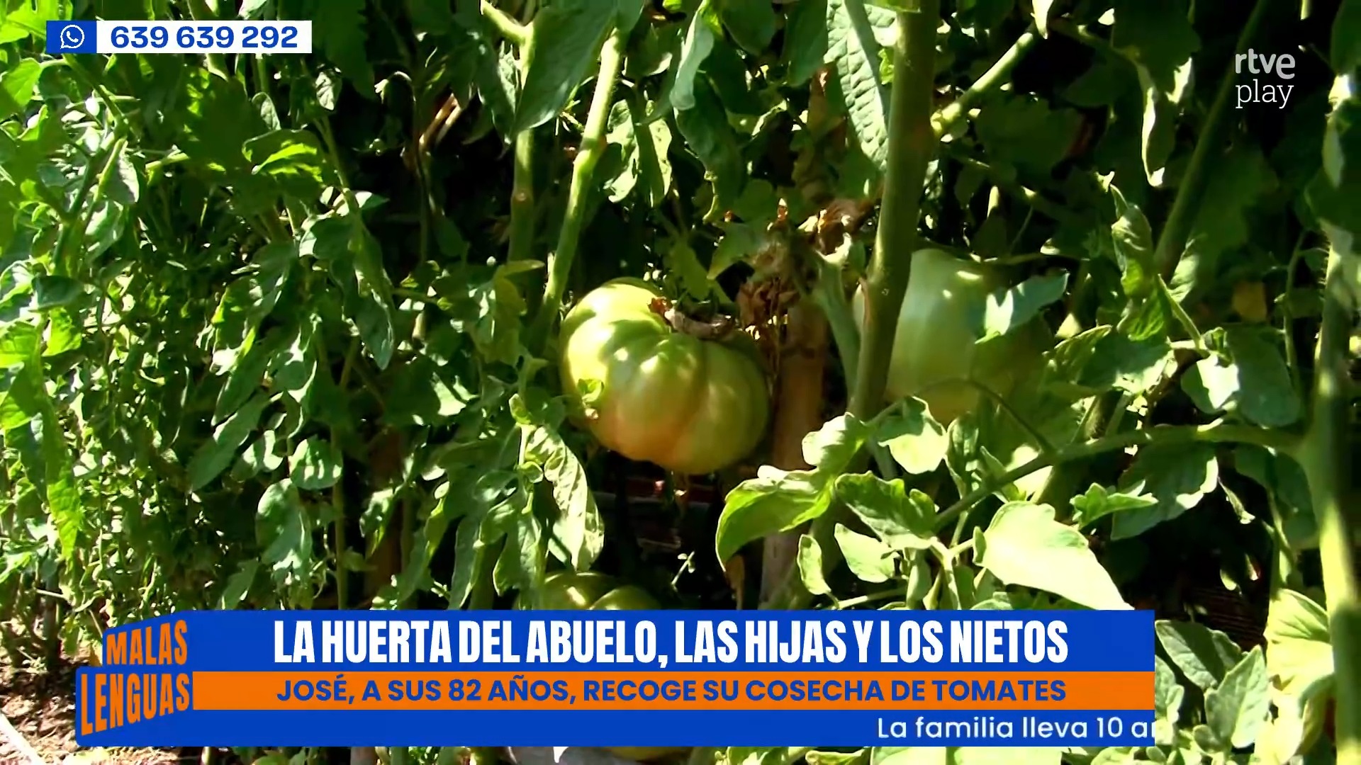 🌱 Tres generaciones cultivan juntas un huerto urbano en Zaragoza.