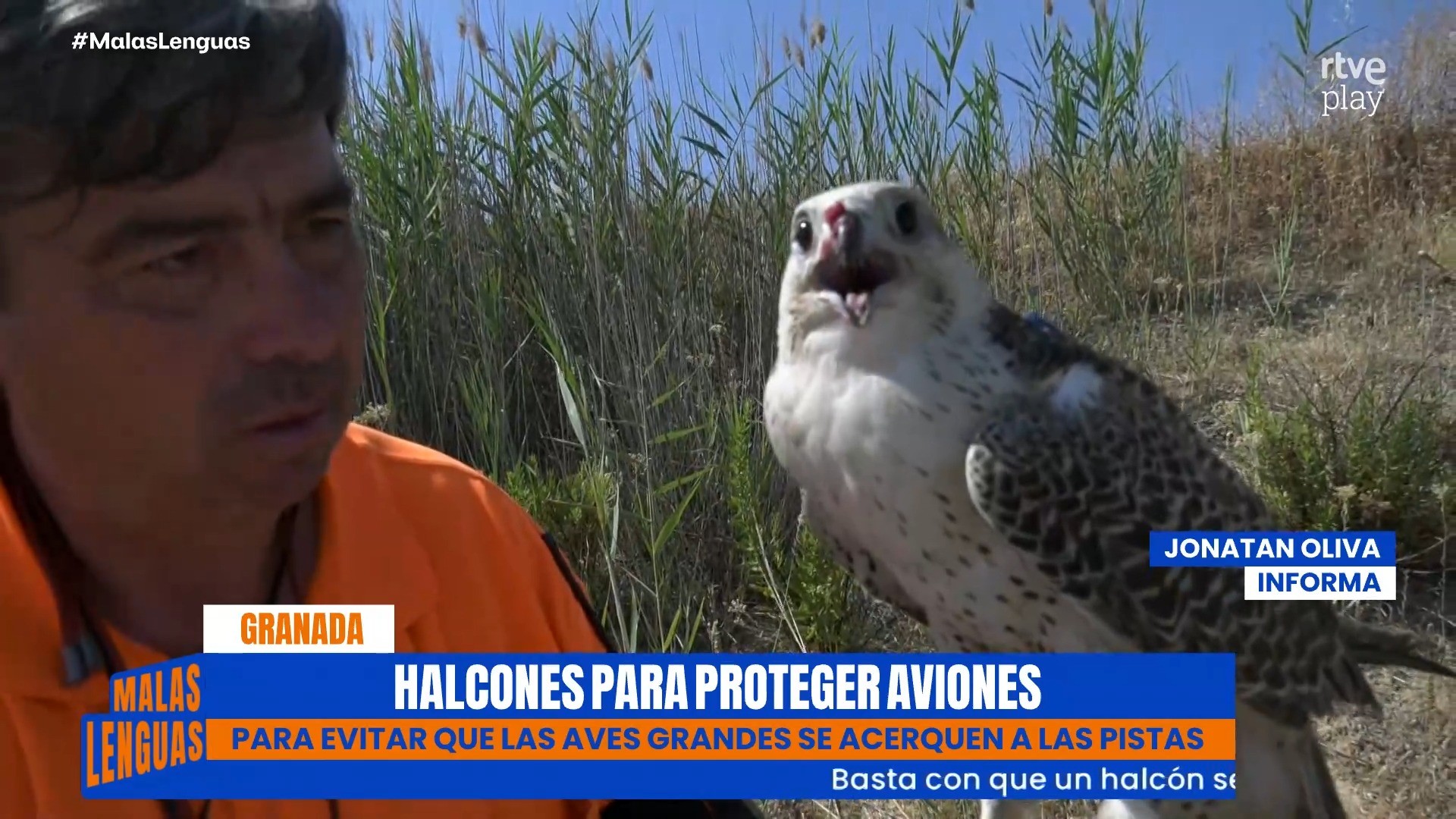 Halcones protegen el aeropuerto de Granada de colisiones con aves