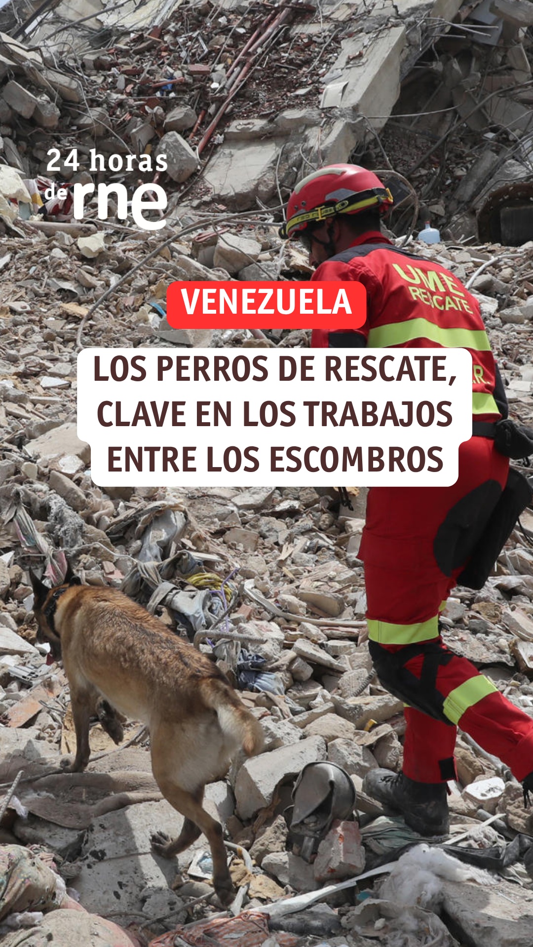 Prestamos apoyo constante a animales heridos por la catástrofe en La Guaira