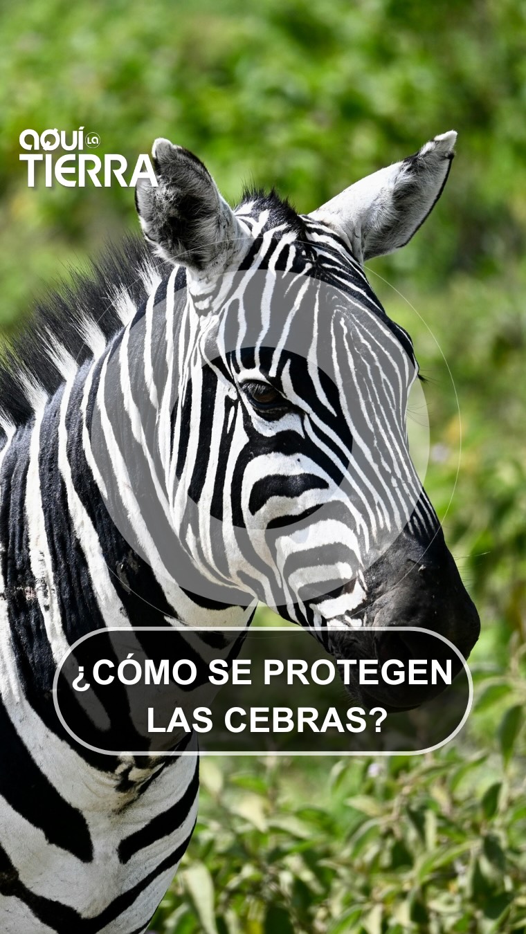 A 50 km de Madrid: el safari con 210 especies y cebras que confunden a los leones