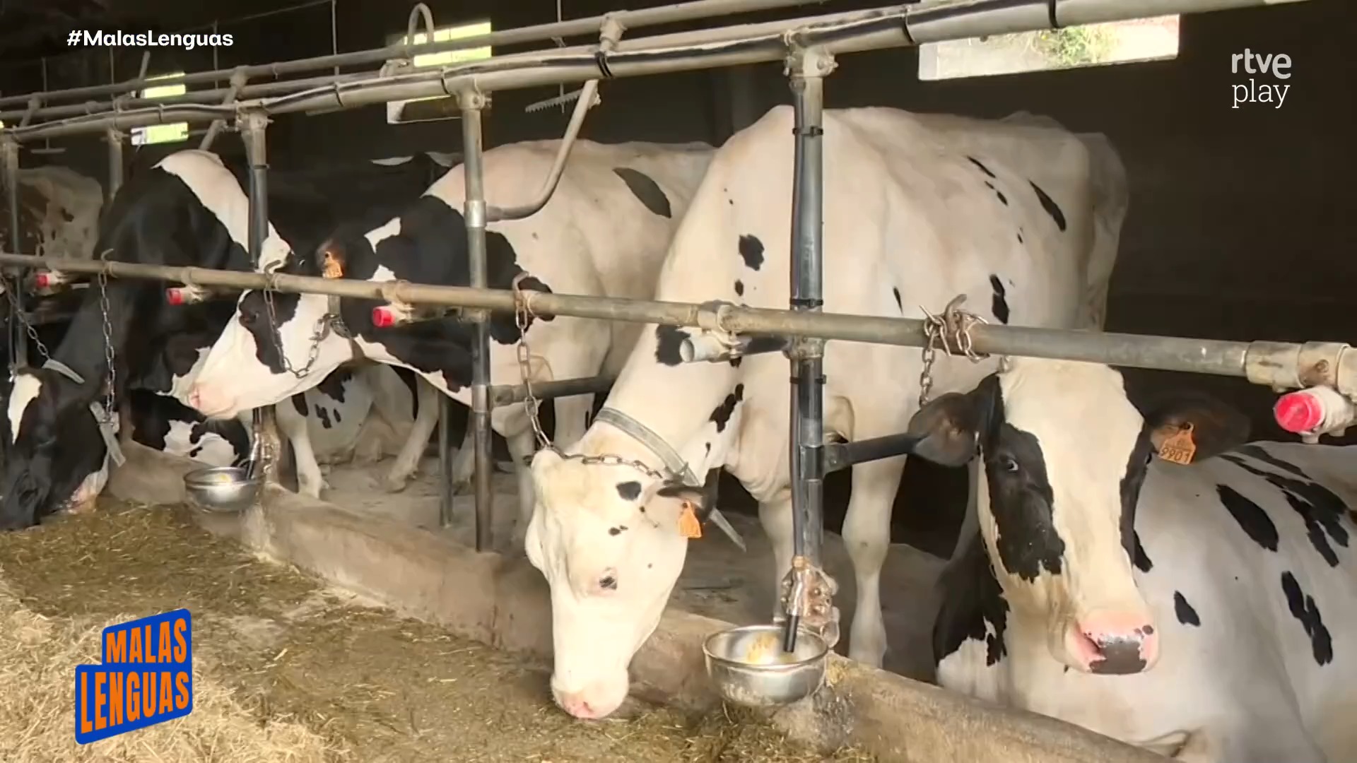Olas de calor reducen hasta un 20% la producción de leche en vacas
