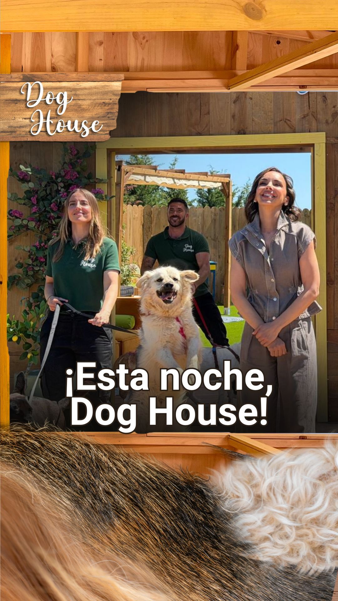 Adoptar es responsabilidad: hay overbooking de perritos que necesitan hogar