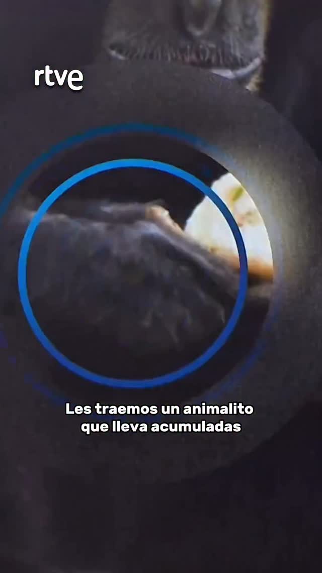 La gibón Eve adopta a un polluelo y demuestra empatía maternal