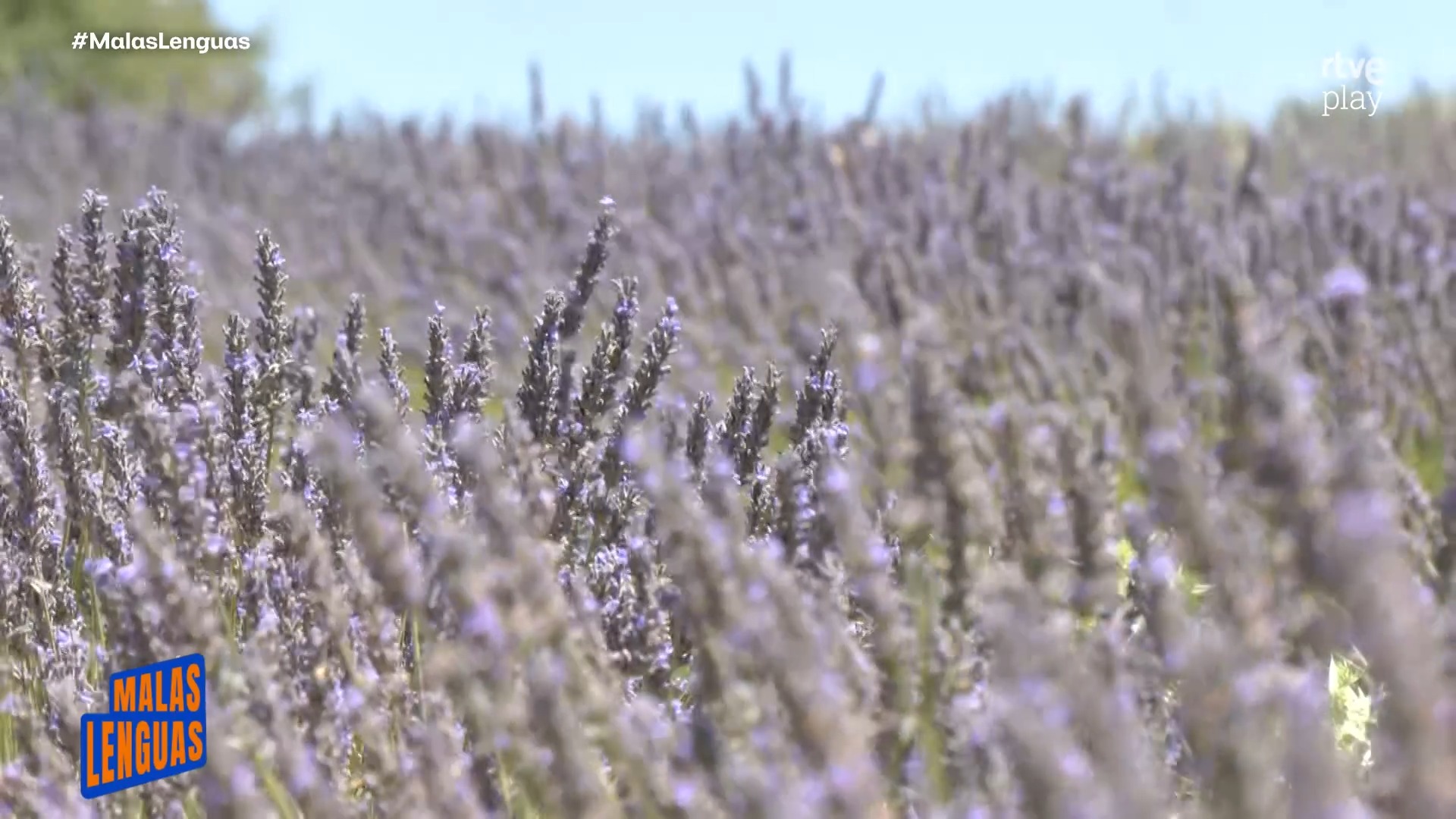 Brihuega se tiñe de morado cada julio con sus campos de lavanda