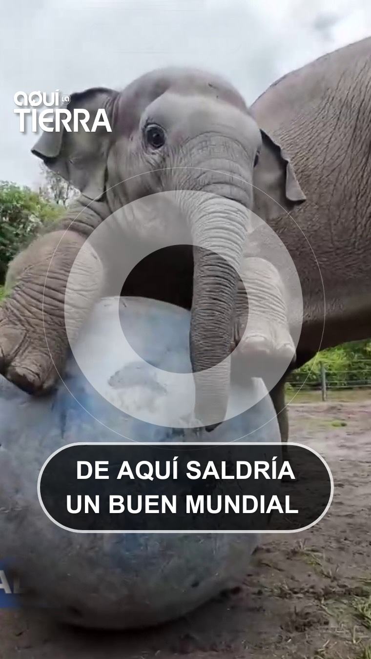 Focas, jirafas y elefantes roban el show en el Mundial de fútbol